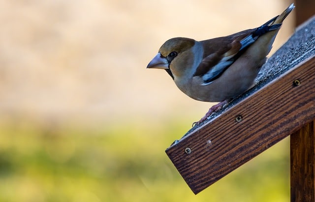 Vælg det rette fuglehus og -foder til din have